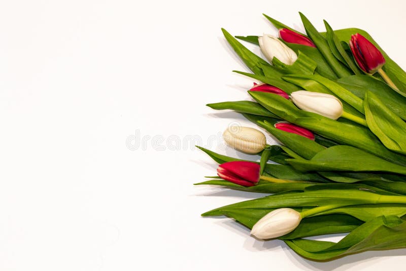 在白色背景隔绝的红色和白色郁金香按钮花美丽的花束 Valentine'的贺卡;s天, 图库摄影 在白色背景隔绝的红色和白色郁金香按钮花美丽的花束 Valentine'的贺卡;s天, 图库摄影